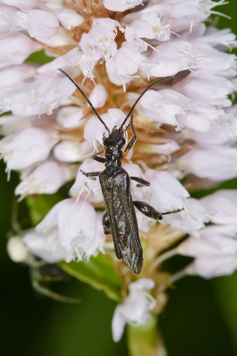 Maschio di Oedemera pthysica (forma nera) con Triungulino